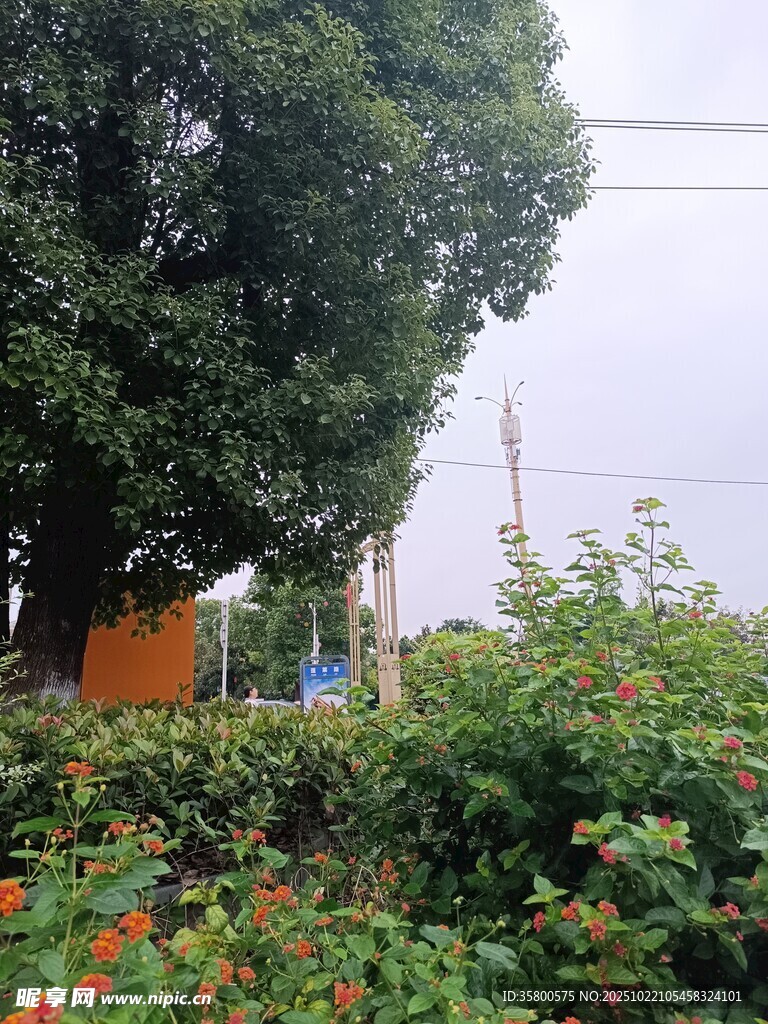 绿树繁花旁的宁静景致