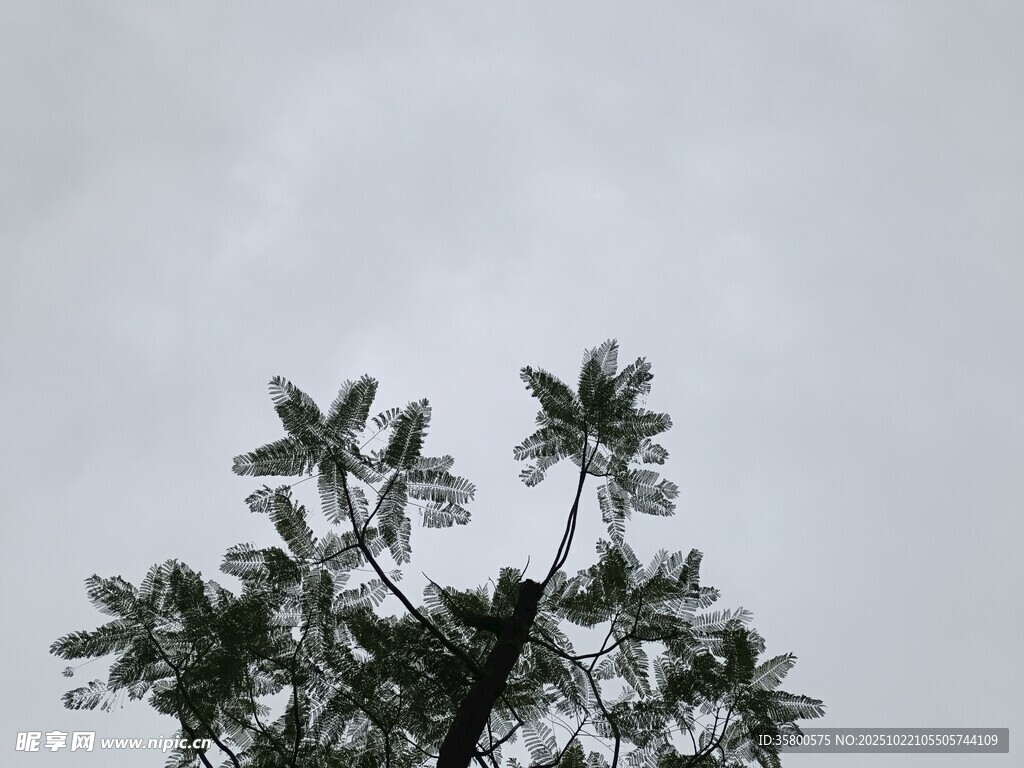 仰视下的繁茂枝叶