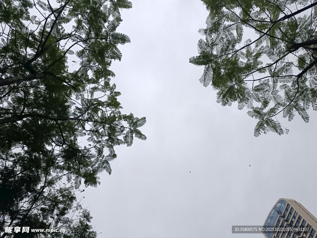 仰视绿树与高楼