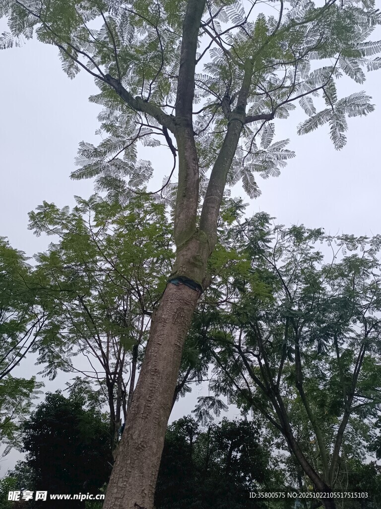 高大挺拔的树木