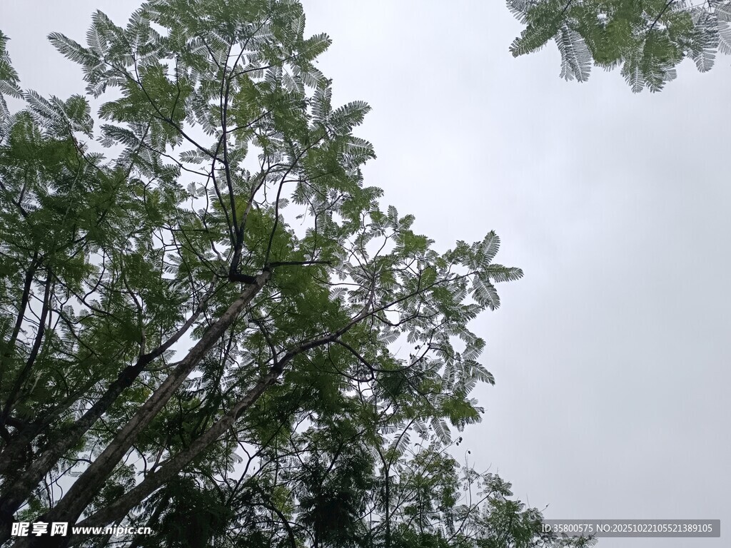 仰视繁茂绿树树冠