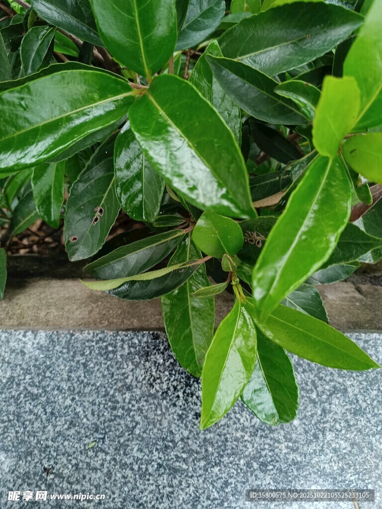 绿叶生机