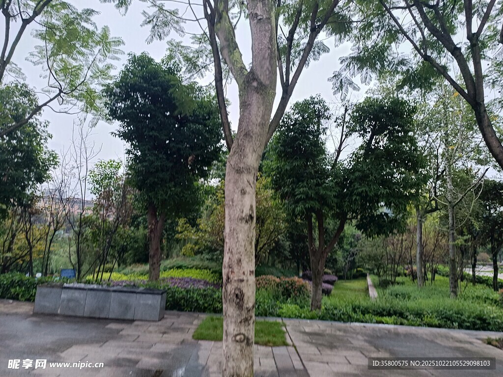 城市公园中的葱郁树木