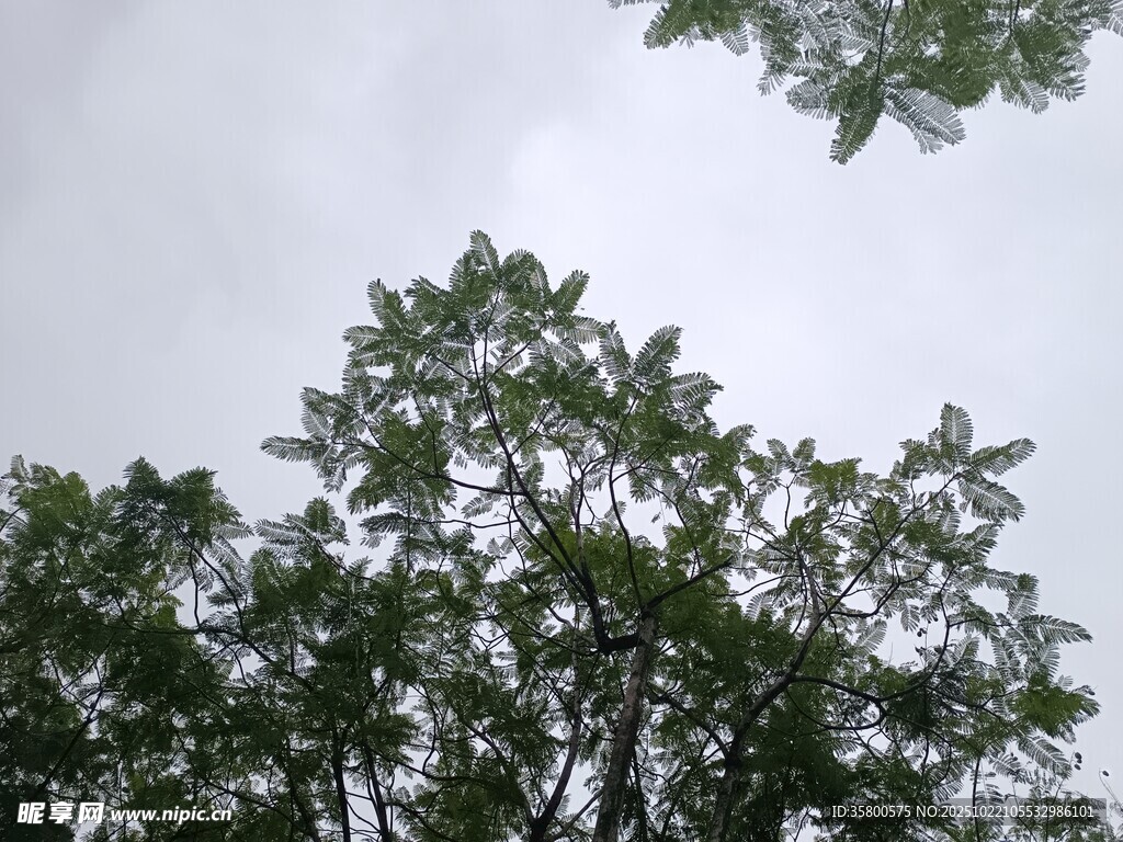 仰视繁茂绿树树冠