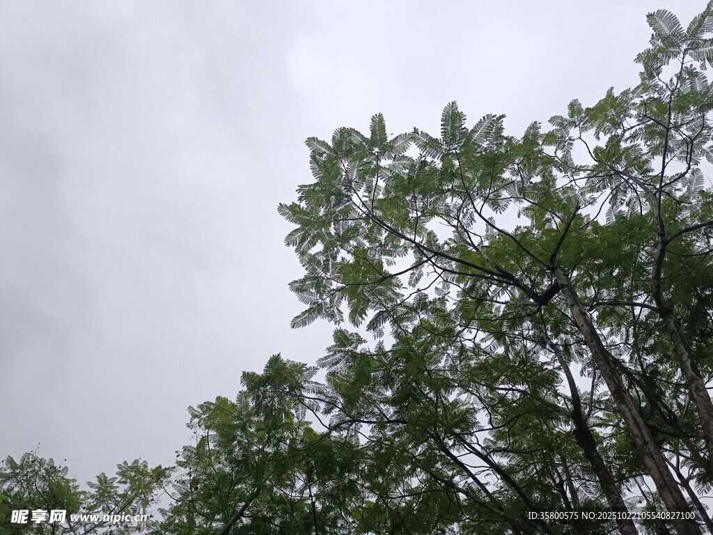 仰视绿树与灰蒙天空