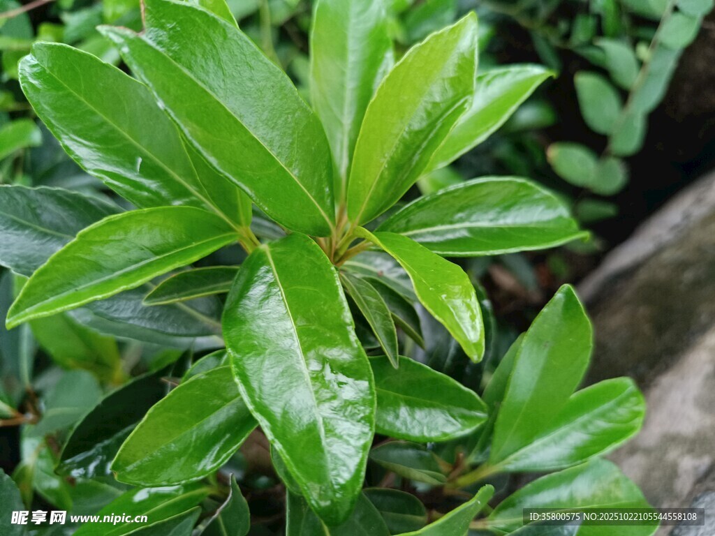 翠绿叶片的生机植物