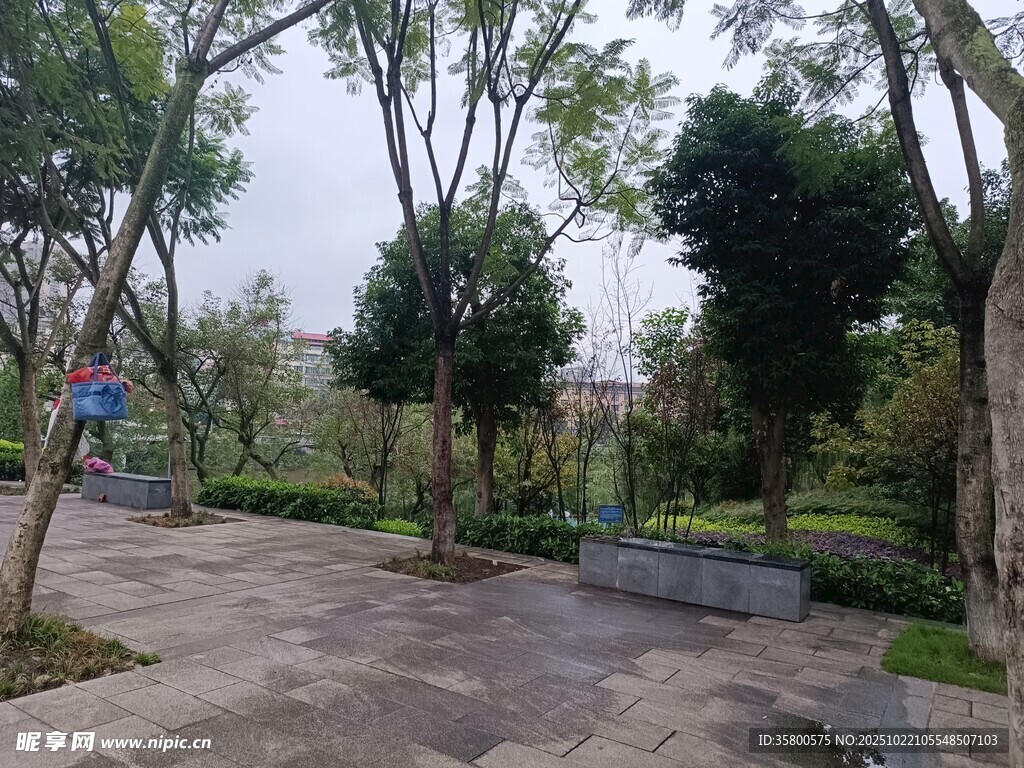 公园中的宁静林荫步道