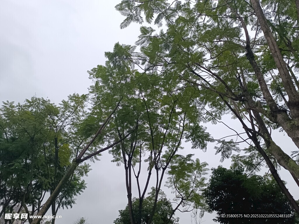 仰视绿树成荫的树冠