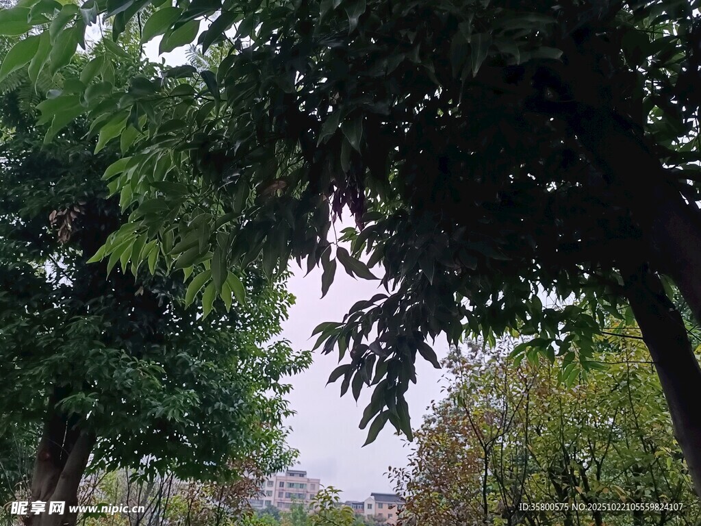 林荫小道 