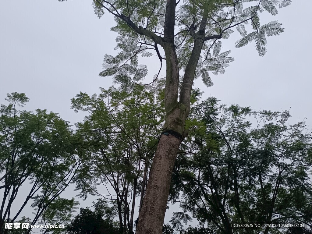 户外高大繁茂的树木景观