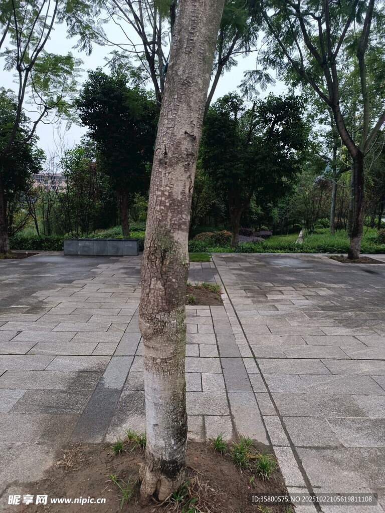公园中的一棵独立树木