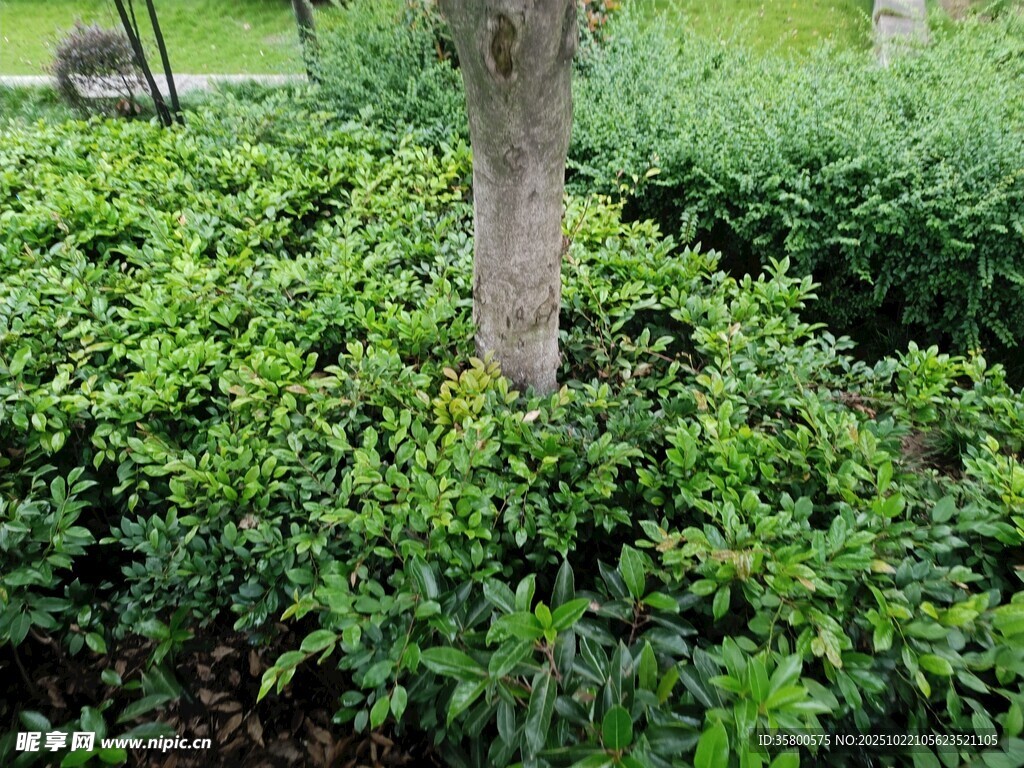 树下繁茂绿植景观
