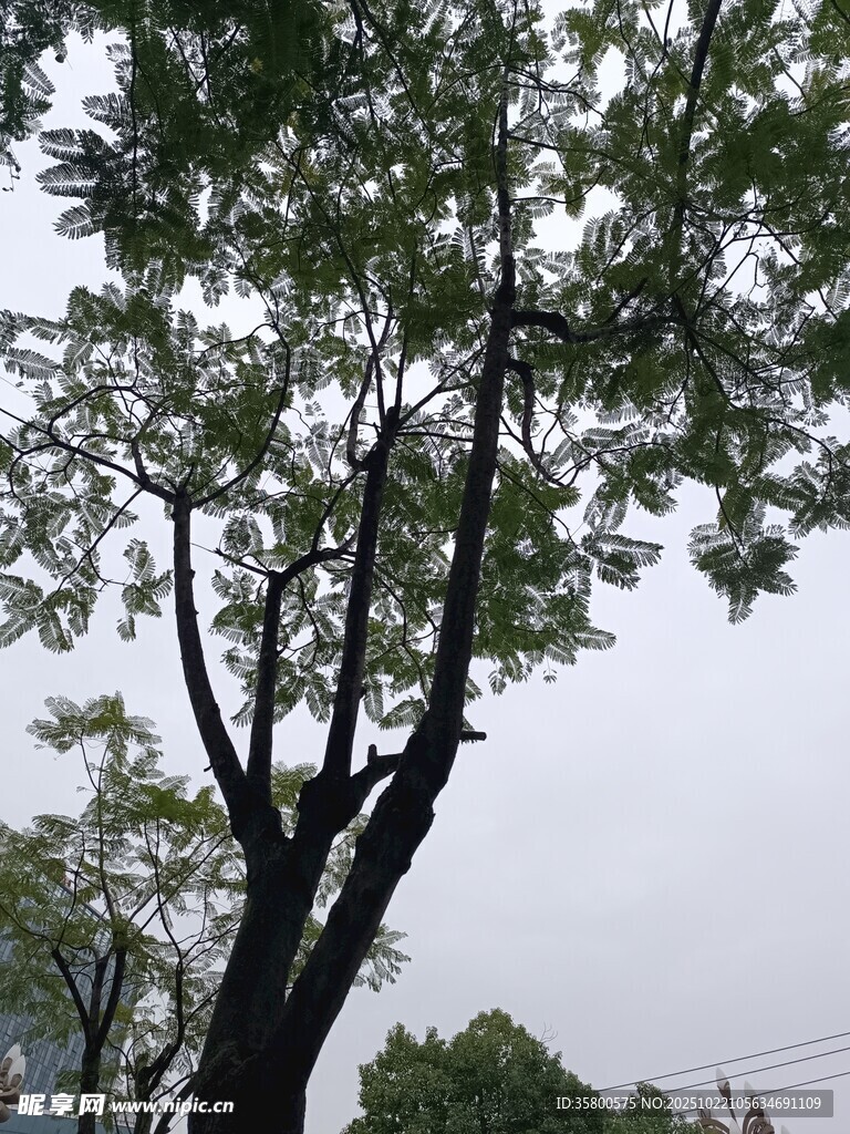 天空下的繁茂树木
