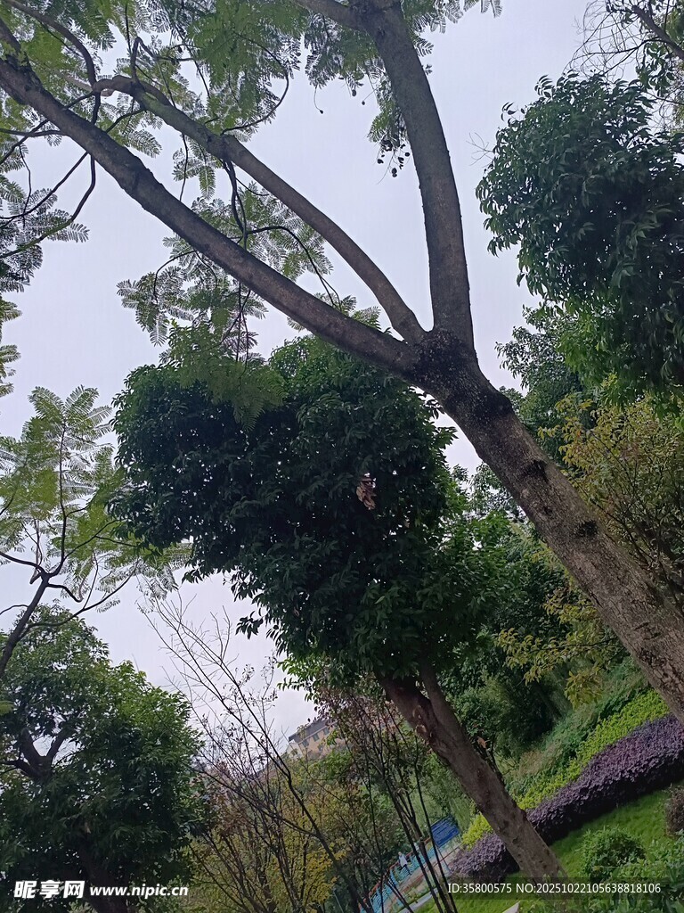 繁茂树林中的挺拔树木