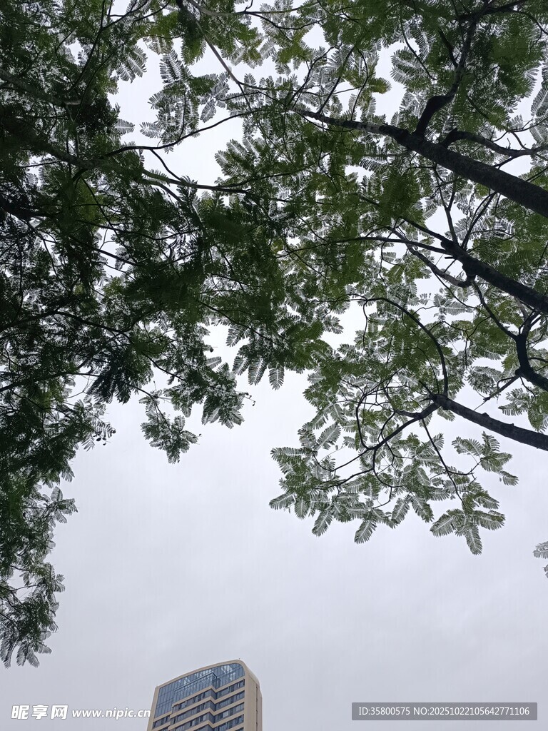 绿树掩映下的高楼