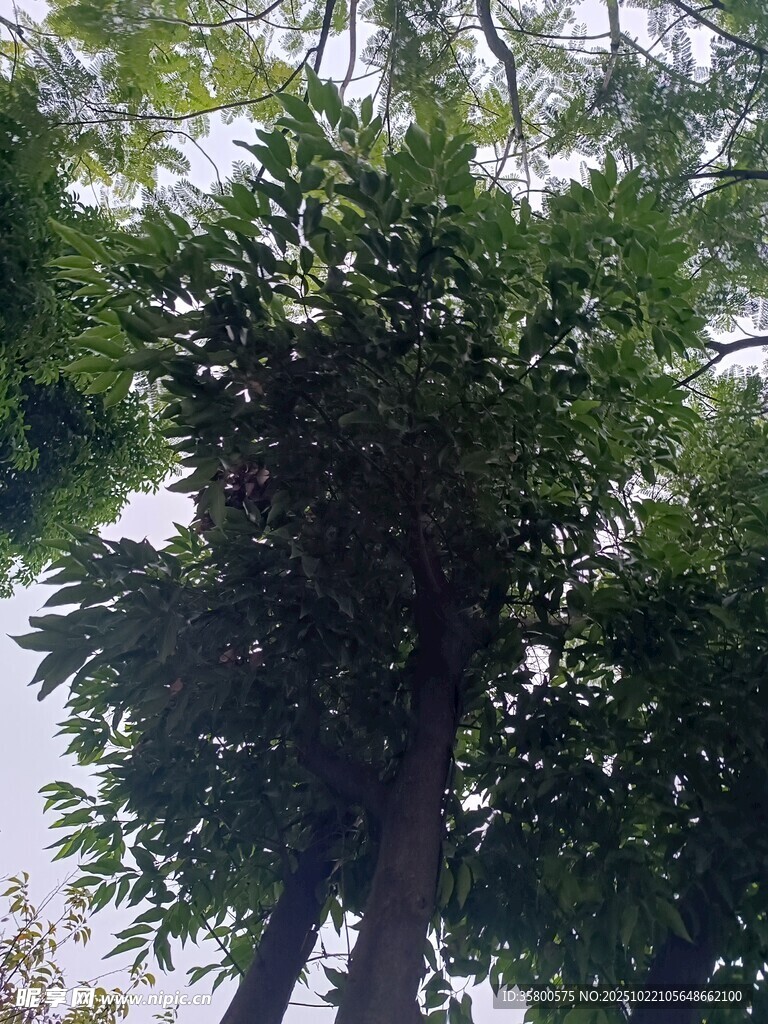 仰视茂密树林中的高大树木