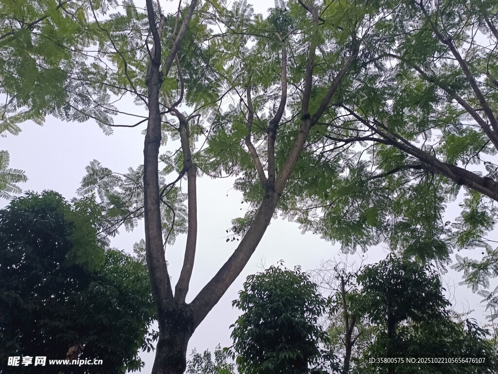 仰视繁茂大树