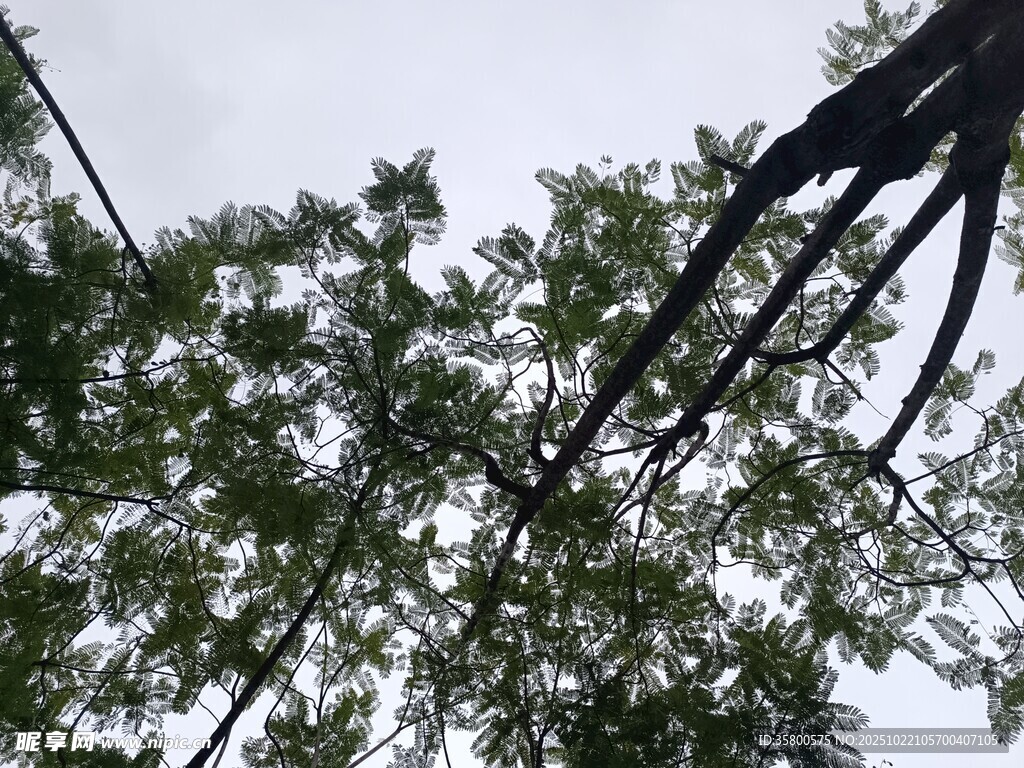仰视绿树与黑色结构