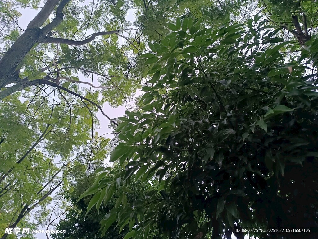 仰视繁茂绿树树冠