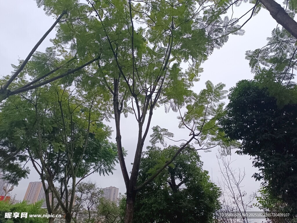 茂密树林中的绿意景象