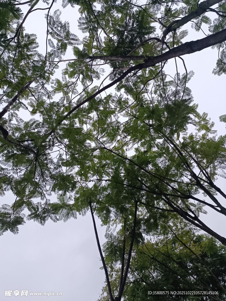仰视繁茂树枝与天空