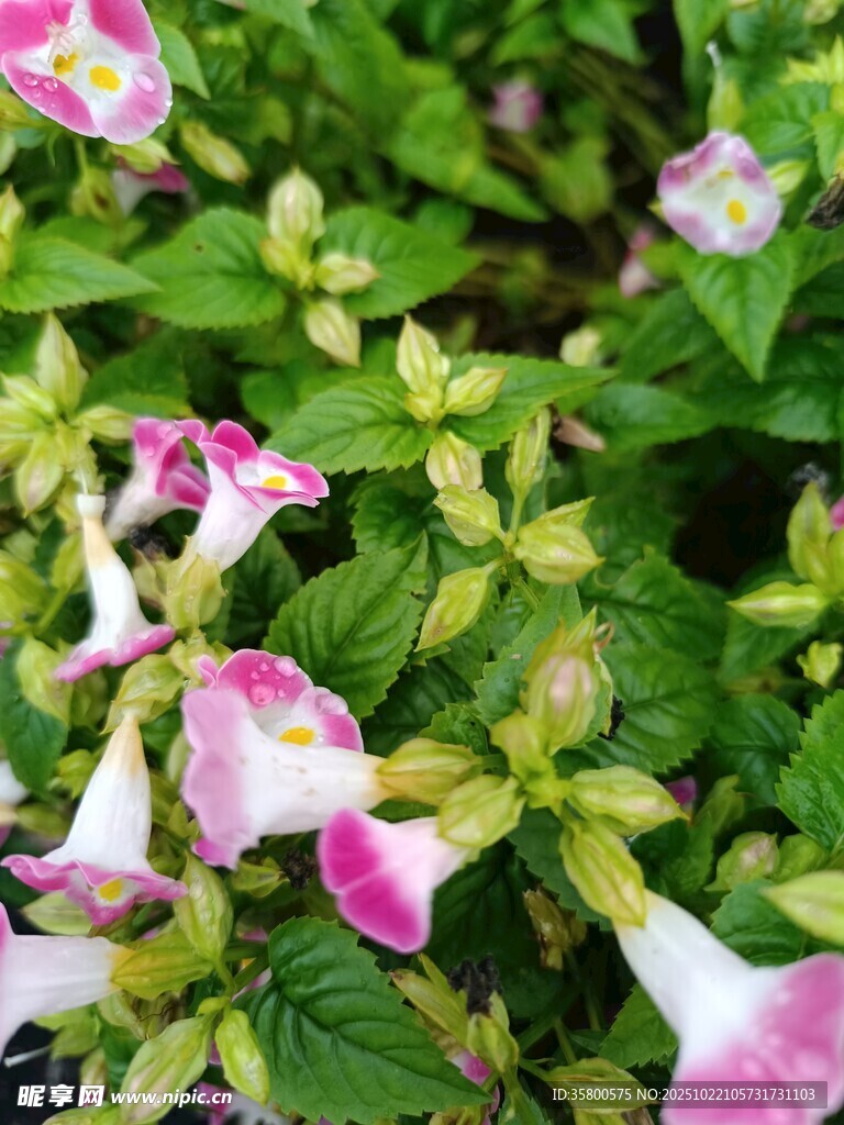 粉白相间花朵与绿叶景致