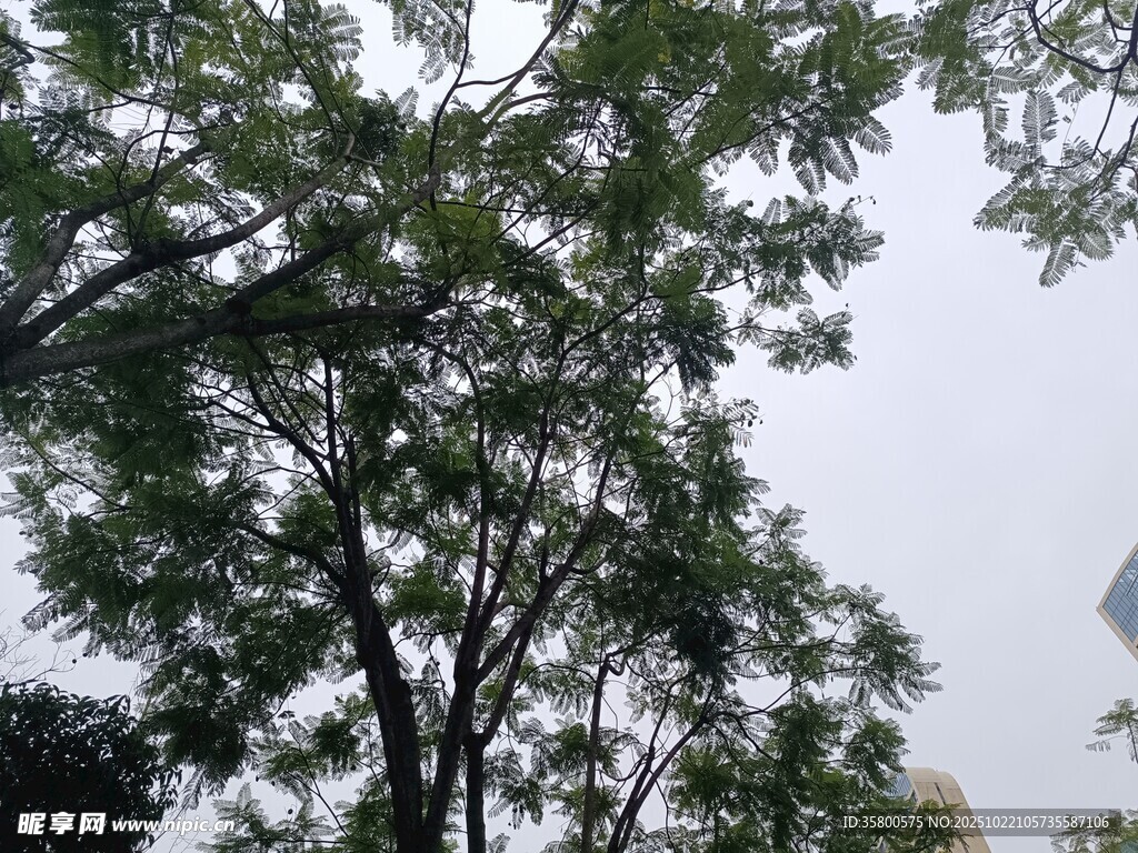枝叶繁茂的树木景观
