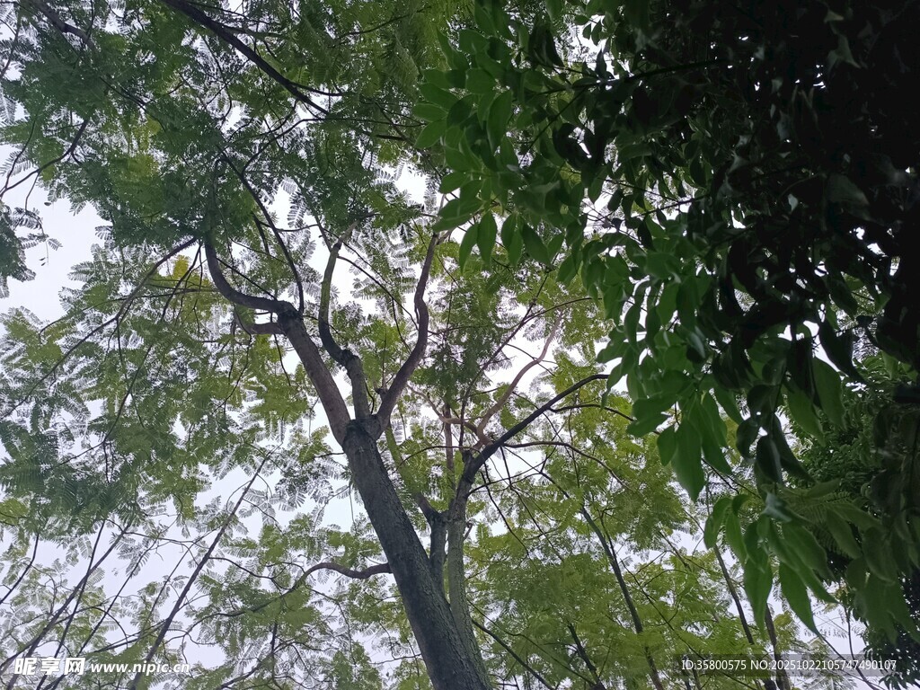 茂密树林中的高大树木