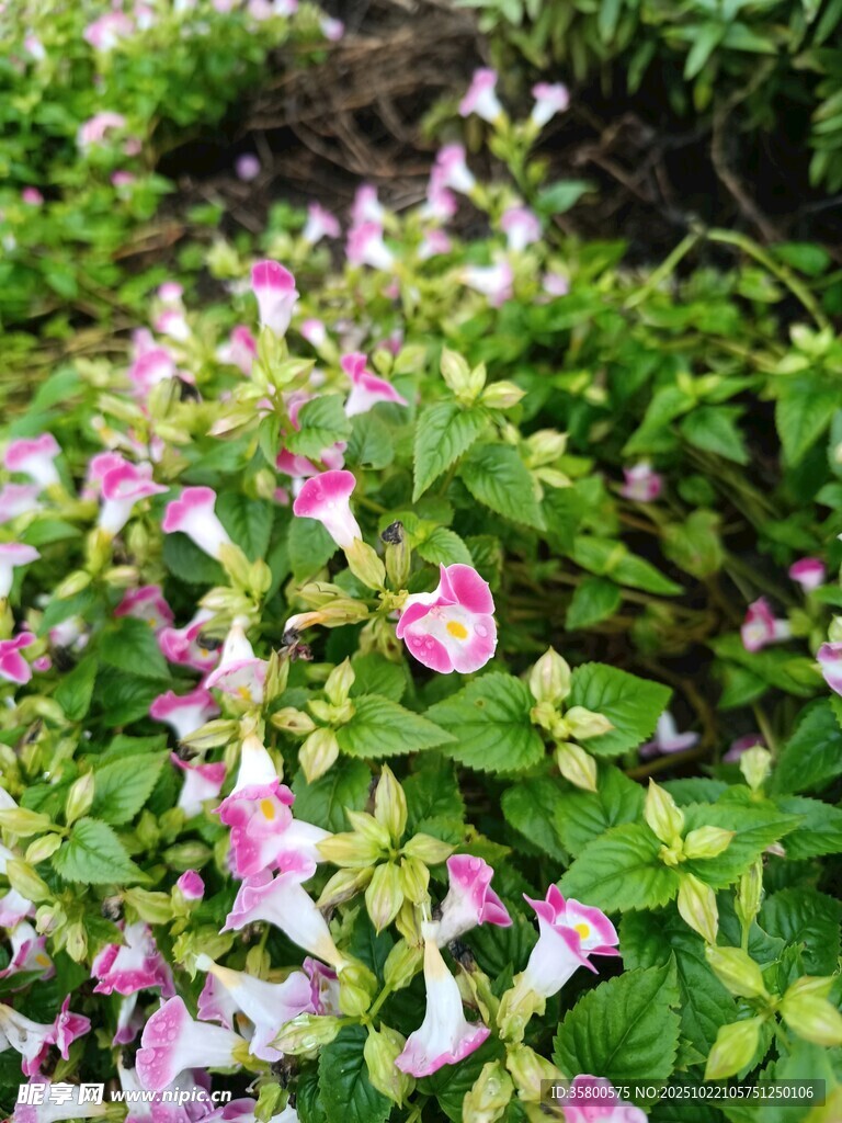 粉色小花点缀绿色草丛