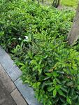 路边繁茂的绿色灌木丛
