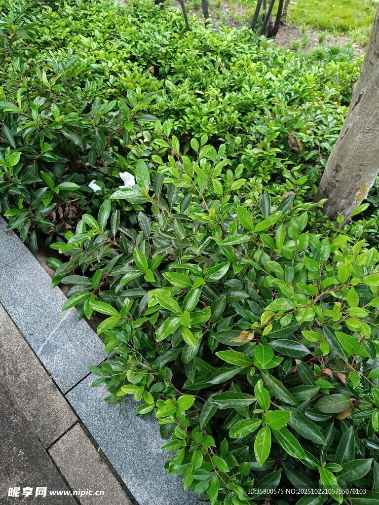 路边繁茂的绿色灌木丛
