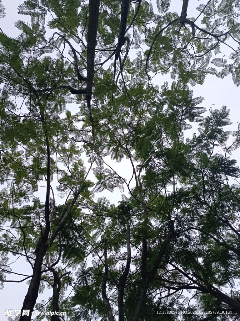 仰视茂密树林树冠景象