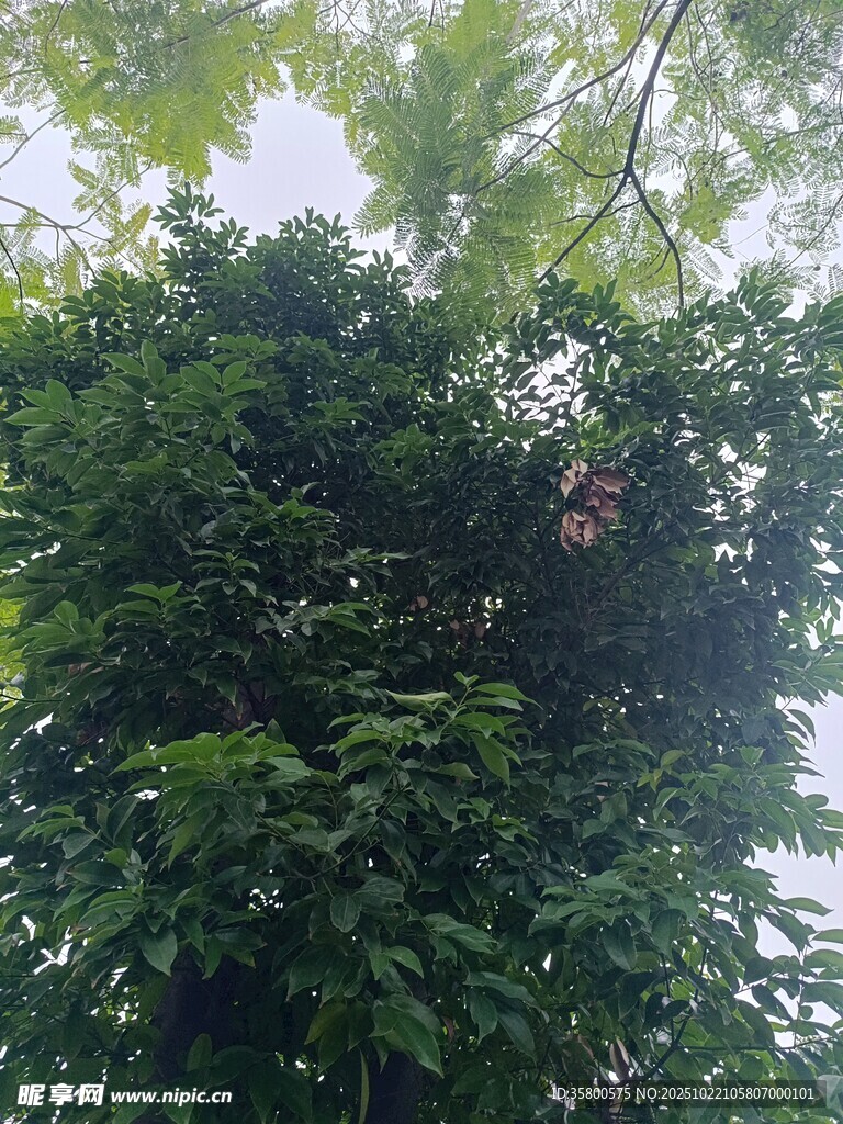繁茂绿树 