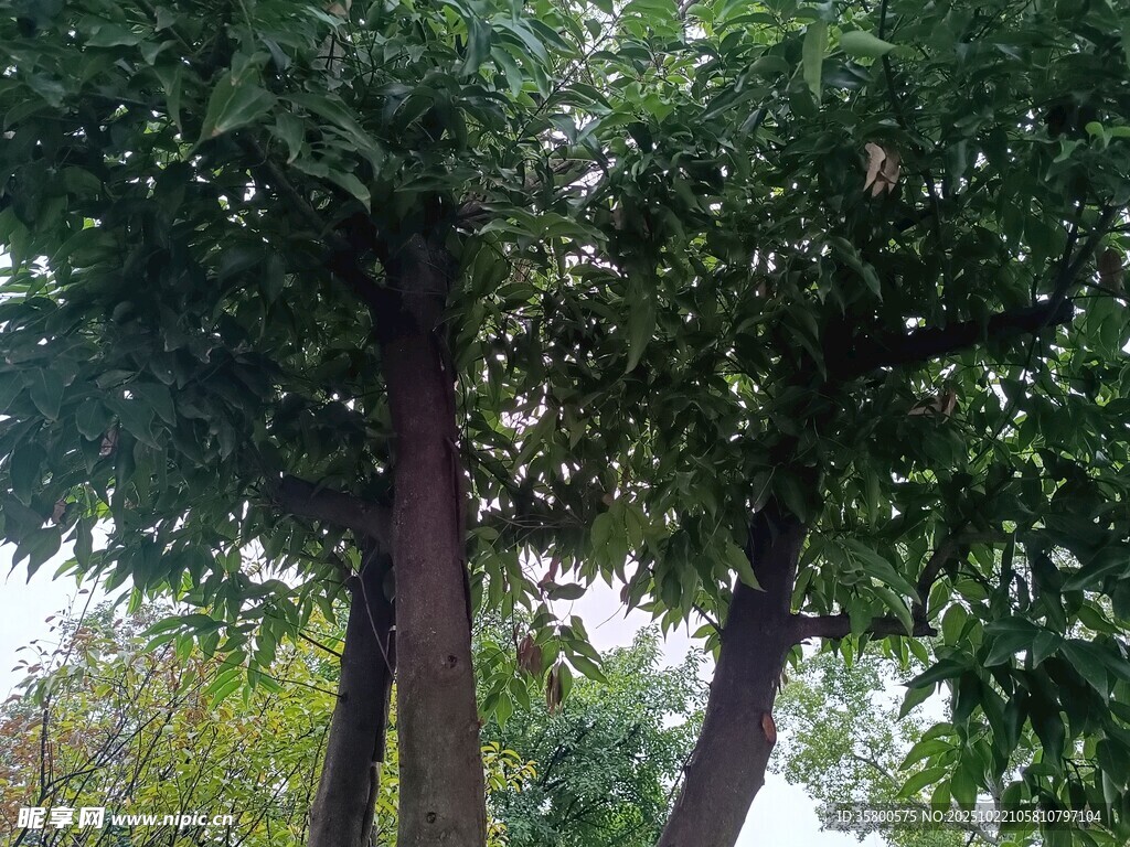 茂密树林中的高大树木
