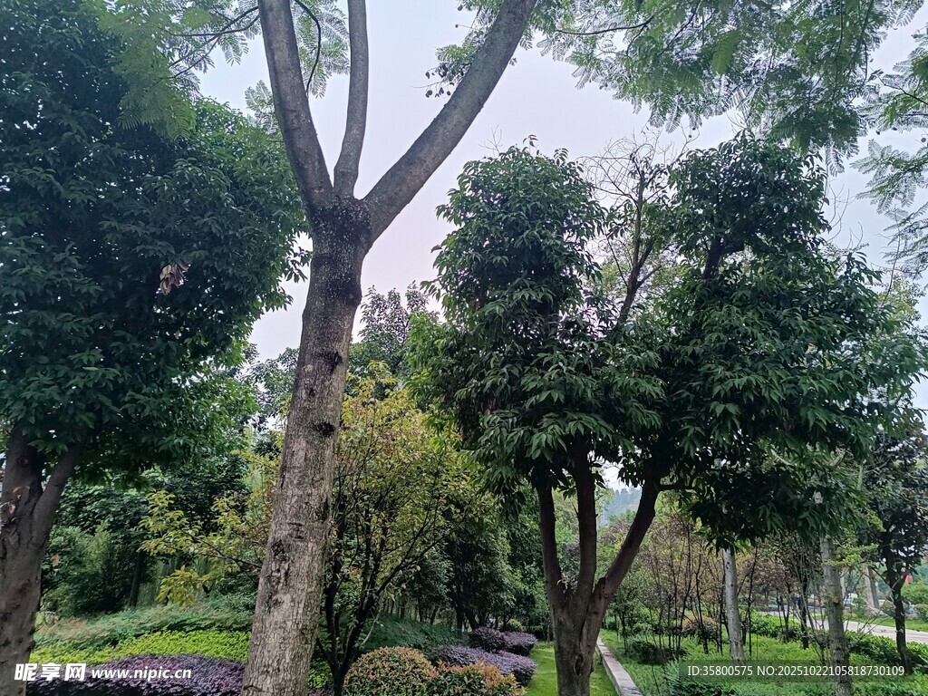 绿意盎然的公园树木景观
