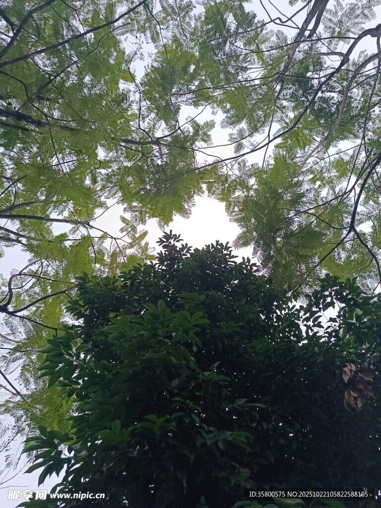 仰视繁茂树冠景观