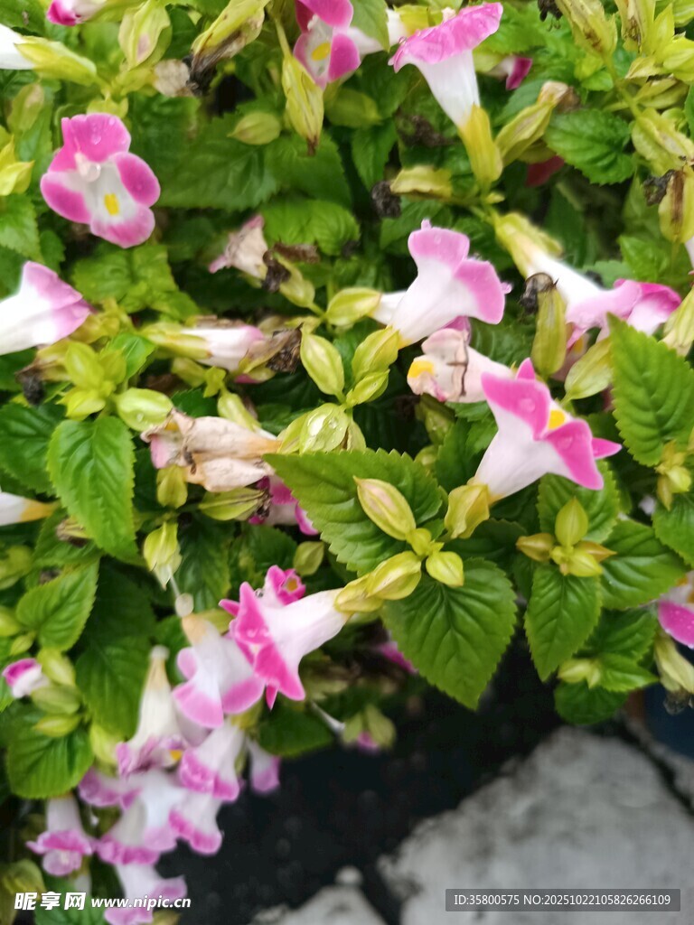 粉色花瓣绿植花卉特写