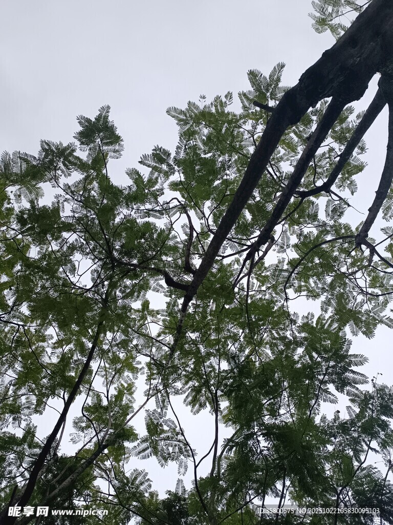 仰视繁茂树枝与绿叶