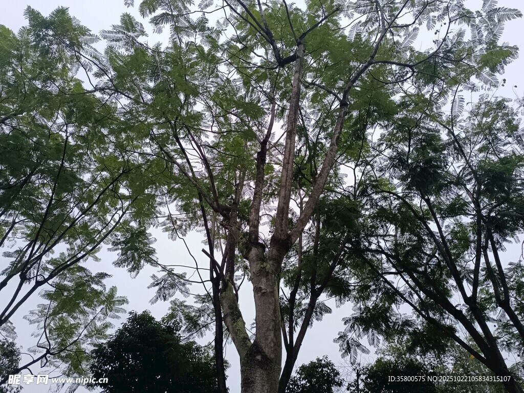 高大树木展现自然绿意