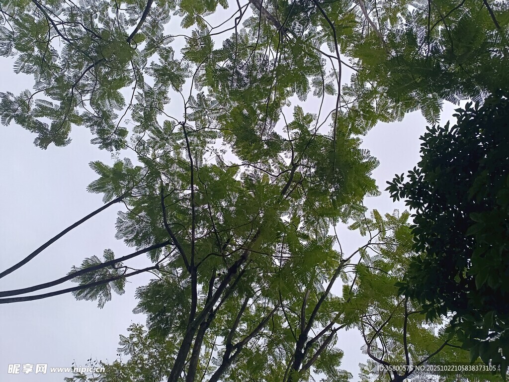 仰视绿树与交错电线