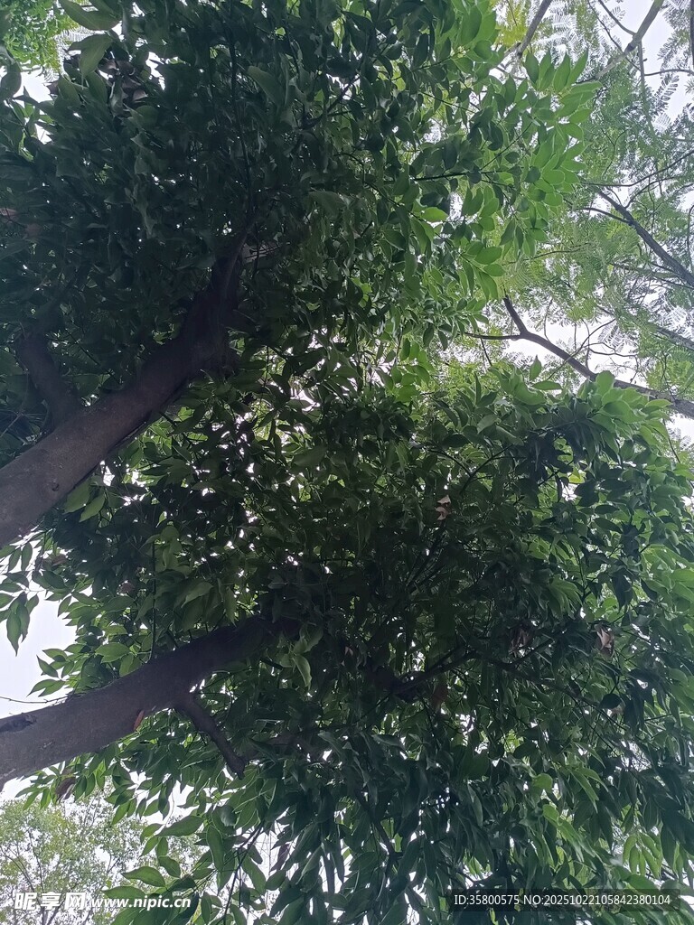 仰视繁茂树冠