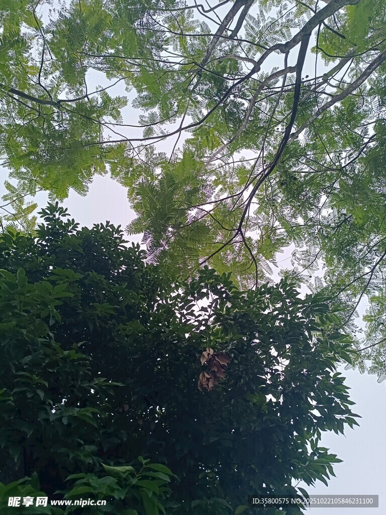 仰视繁茂绿树树冠