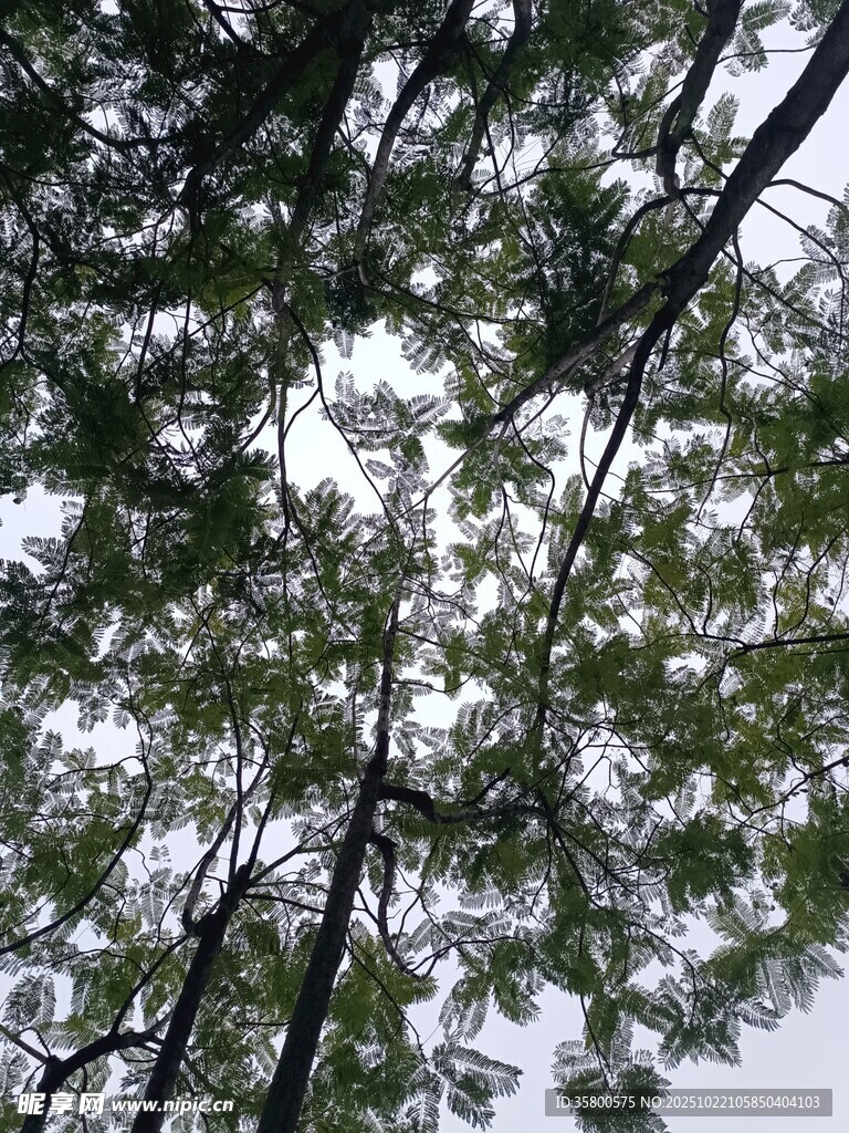 仰视茂密树林树冠