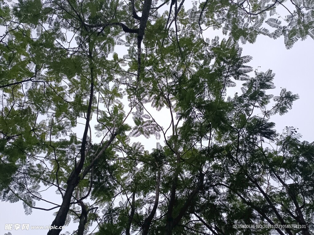 仰视茂密树林枝叶