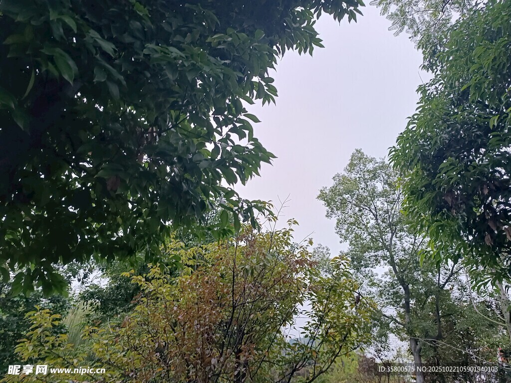 仰视葱郁树林景观