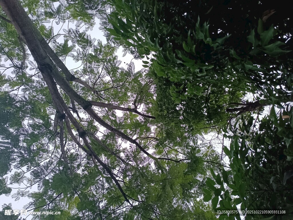 仰视茂密树林枝叶景观