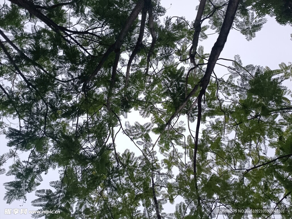 仰视茂密树林树冠