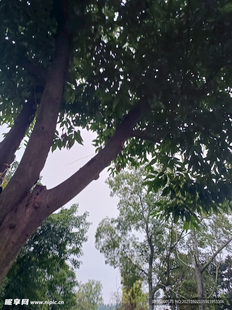仰视繁茂大树枝叶