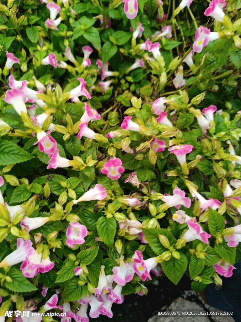粉色花卉绿植特写