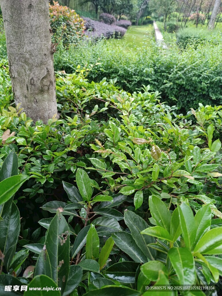 绿意盎然的花园植物景观